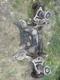 Mazda Mx5 Nc Front Subframe Complete- Steering Rack New Lower Arms Shocks